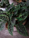 AglaonemaÃÂ & x28;Indonesian: Sri sustenance& x29;